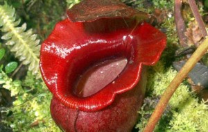 8. Nepenthes