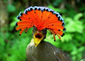 Amazonska kraljevska ptica. Prepoznaje se po upadljivo šarenom perju. Šiljati kljun koristi u lovu na insekte.