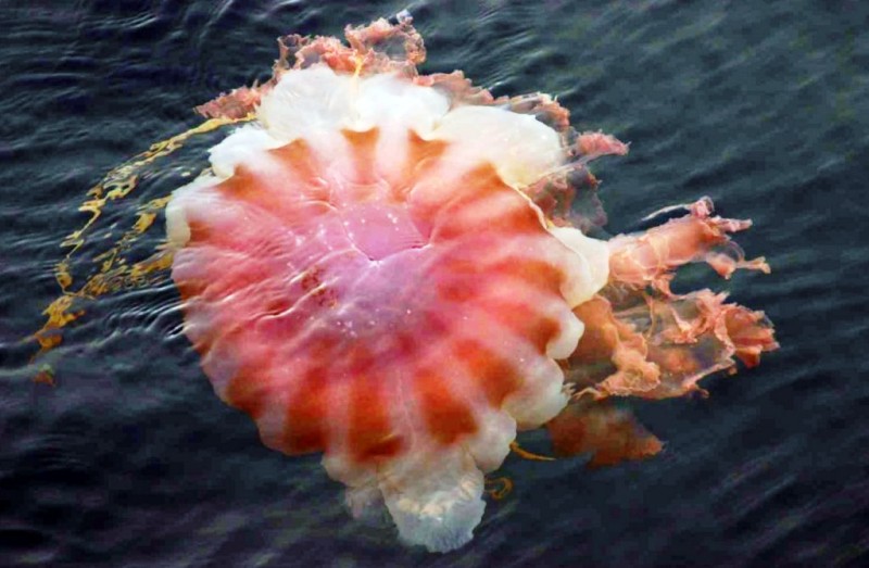 Big_Red_Jellyfish