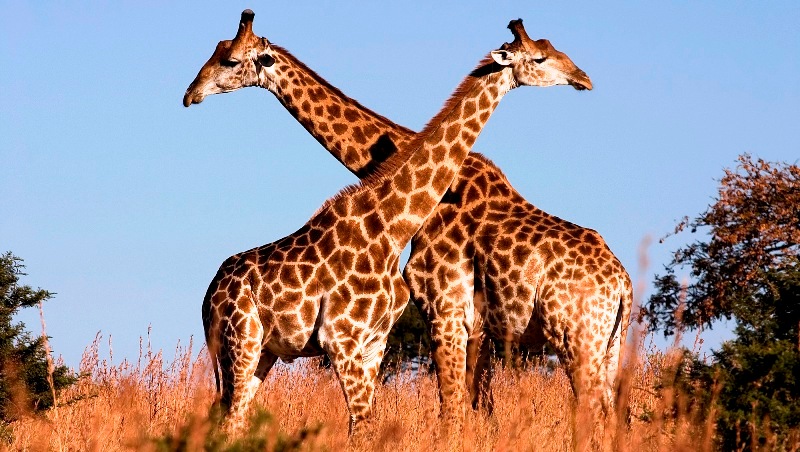 Žirafe