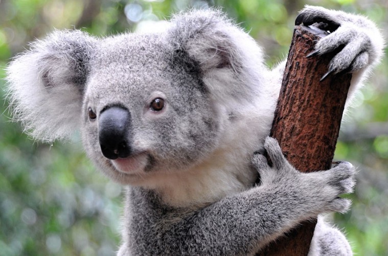 koala_naslovi