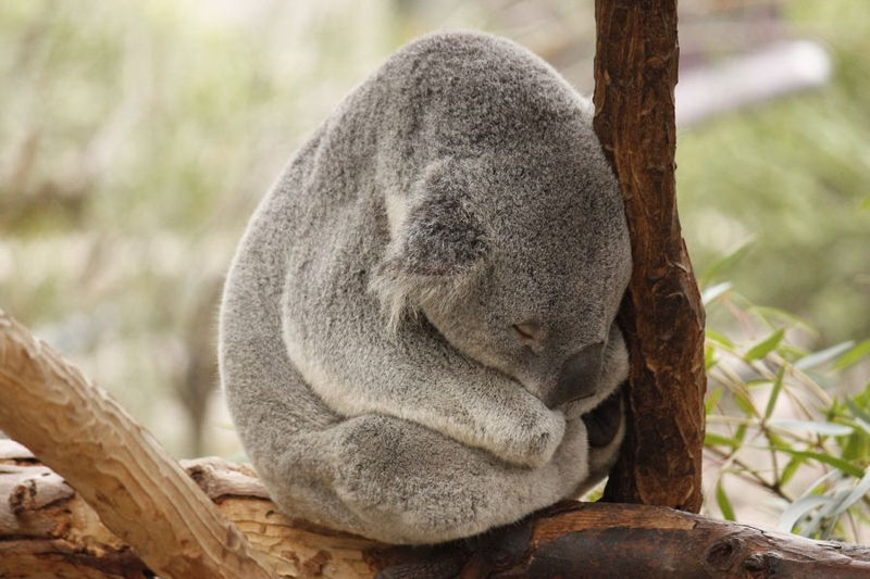 koala_spava