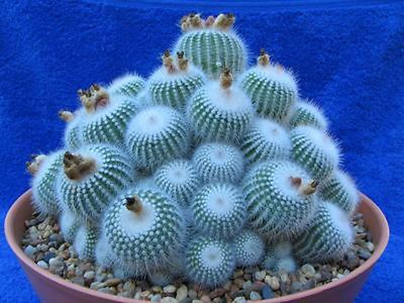 velicina-kaktusa