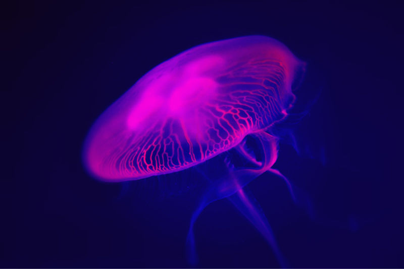 svetleca_meduza