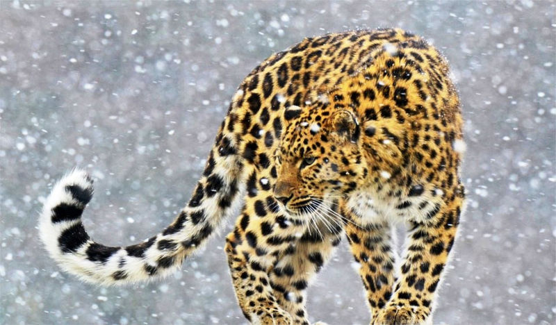 amurski_leopard