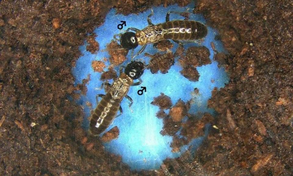 Termite-male-pair-960x576