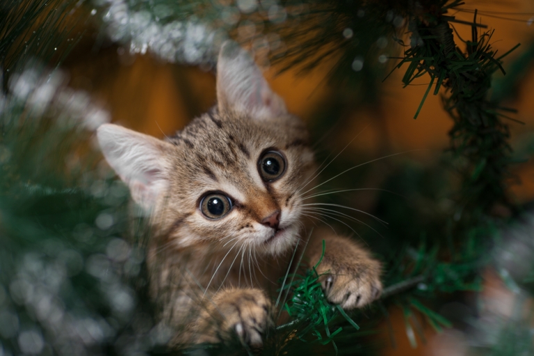 mačka_božićno drvo
