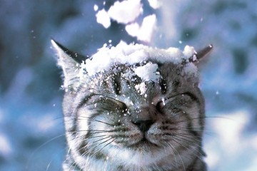 mačka na snegu