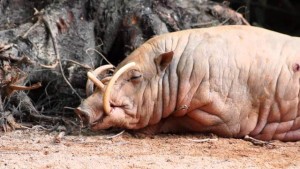 Babirusa. Može se pronaći u Indoneziji. To je sisar iz porodice svinja, poznat po uvijenim kljovama koje ako ne troši, mogu da porastu toliko da mu probiju lobanju.