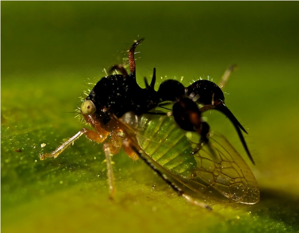 Cyphonia Clavata. Ovo čudo spada u red insekata i majstor je prerušavanja, jer na leđima nosi tvorevinu u obliku lažnog mrava, koji služi da zaštiti od grabljivica.