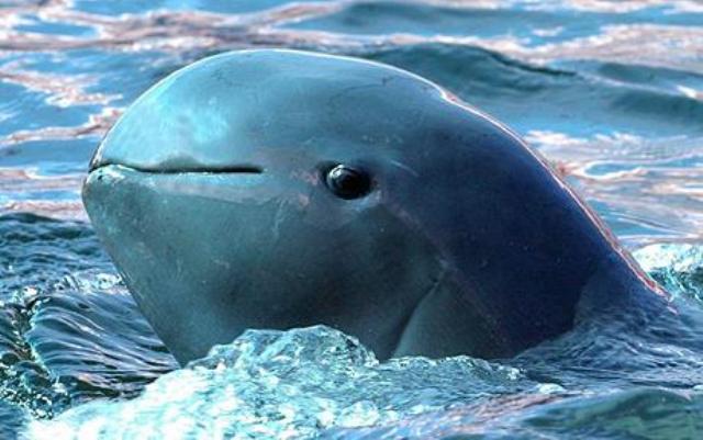 Iravadi delfin. Blizak rođak kita ubice živi u priobalnim delovima mora ali i reka.