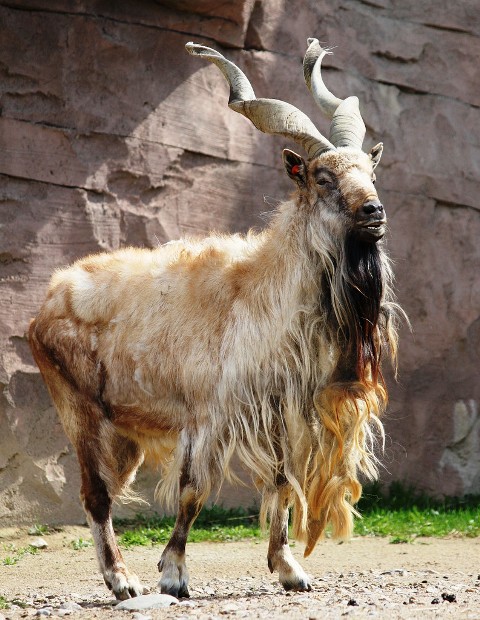 Vijoroga koza. Ova ugrožena vrsta naziva se još i himalajska koza. Proglašena je nacionalnom životinjom države Pakistan.