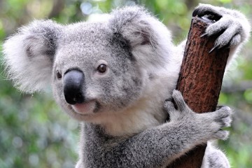 koala_naslovi