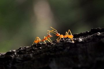 mravi_naslovna