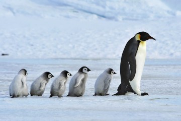 pingvini_naslovna